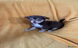 Chihuahua dogs for sale: Beautiful Chihuahua Puppies For Sale - Advert 9