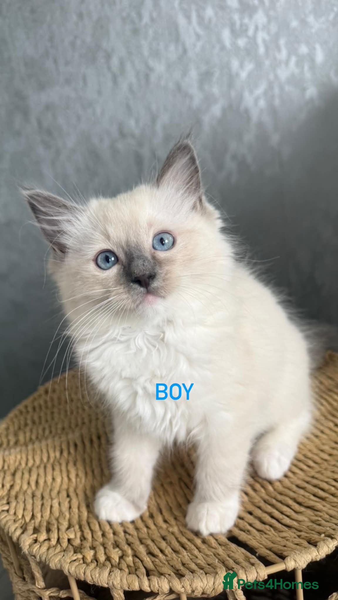 Ragdoll cats Pure ragdoll kittens - Advert 2
