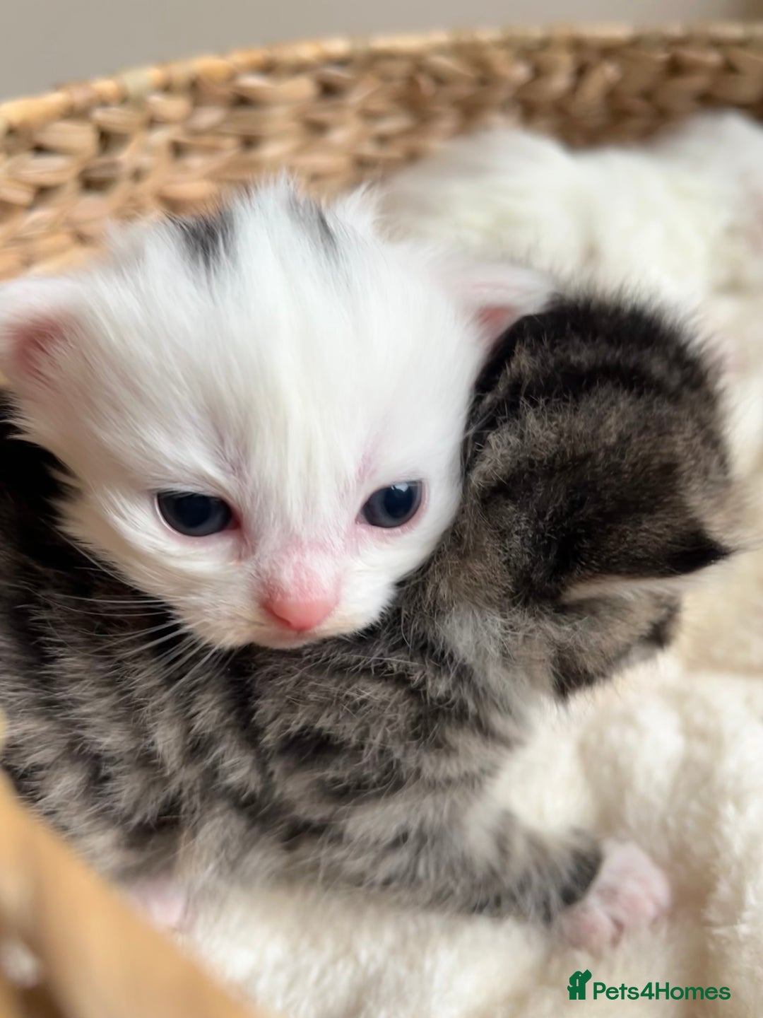 Siberian cats for sale: Three Fluffy Kittens - Advert 7