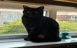 Mixed Breed cats for sale: Beautiful kittens available  - Image 16