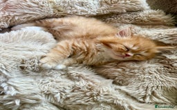 Persian cats for sale: 🐾 Curly-Haired Persian Kittens  - Image 8