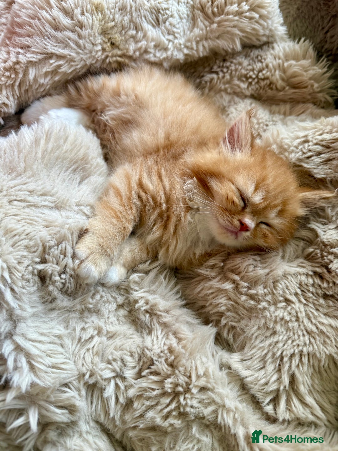 Persian cats for sale: 🐾 Curly-Haired Persian Kittens  - Image 8
