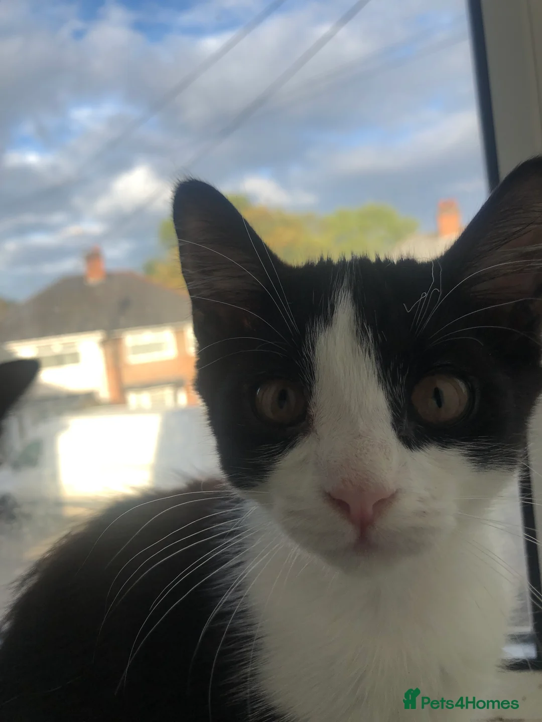 Mixed Breed cats for sale: Free Little girl Kitten in Birmingham - Advert 2
