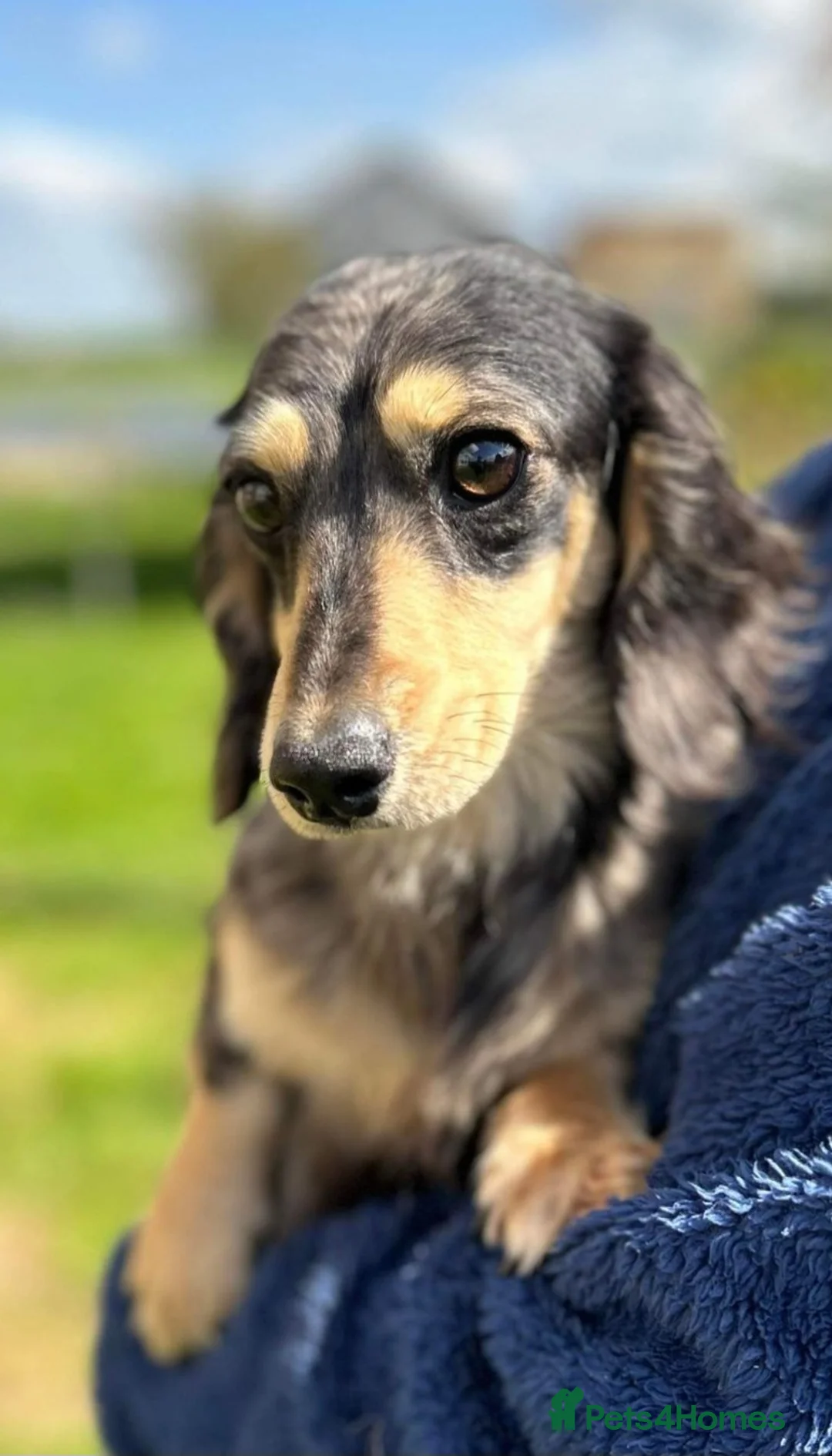 Miniature Dachshund dogs for stud: Silver Dapple long hair stud boy  - Advert 2