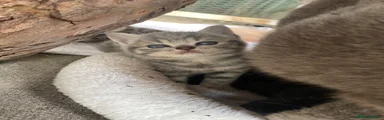 British Shorthair female 