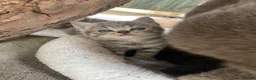 British Shorthair cats for sale: Pedigree British shorthair kittens for sale  - Advert 14
