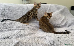 Bengal cats for sale: TICA reg STUNNING BENGAL KiTTENs - Image 8