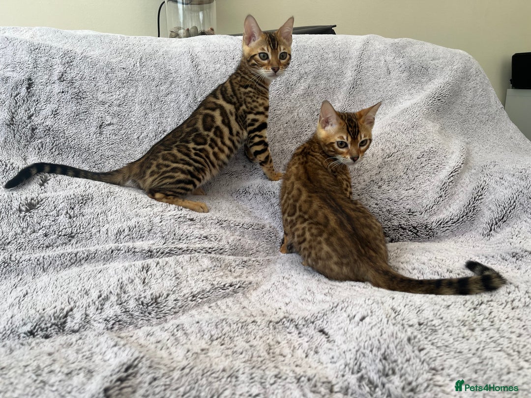 Bengal cats for sale: TICA reg STUNNING BENGAL KiTTENs - Image 8