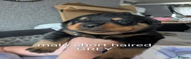 Rottweiler 1