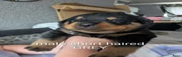 Rottweiler dogs for sale: Long and short hair chunky rotties  - Advert 7