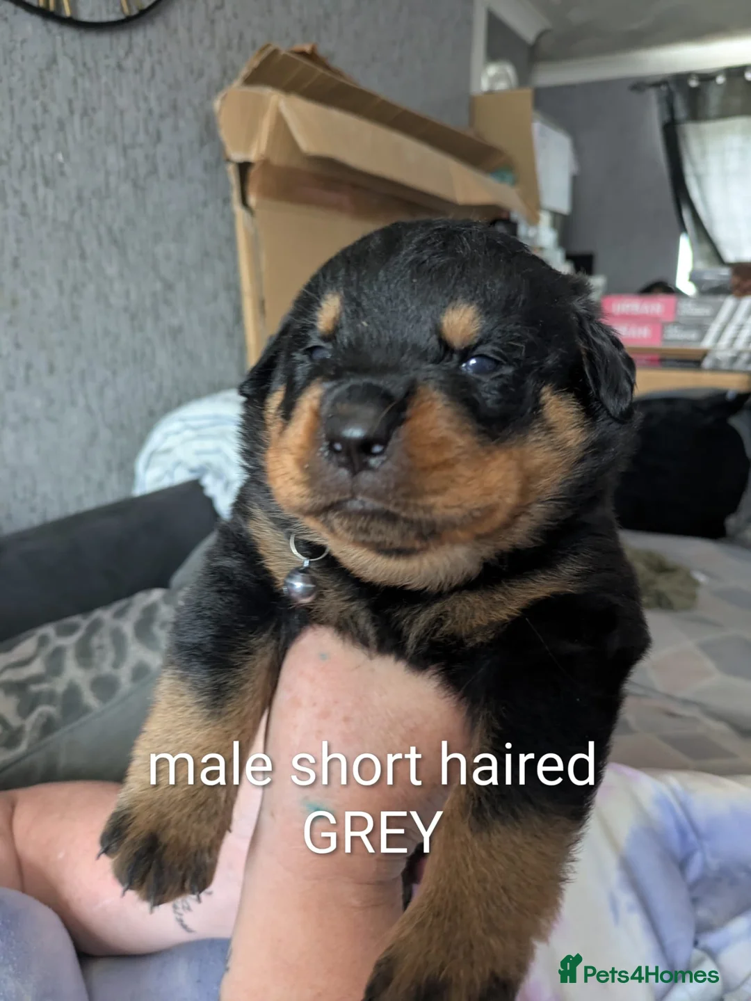 Rottweiler dogs for sale: Long and short hair chunky rotties  - Advert 7