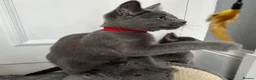 Russian Blue cats for sale: Russian Blue Kittens  - Advert 32
