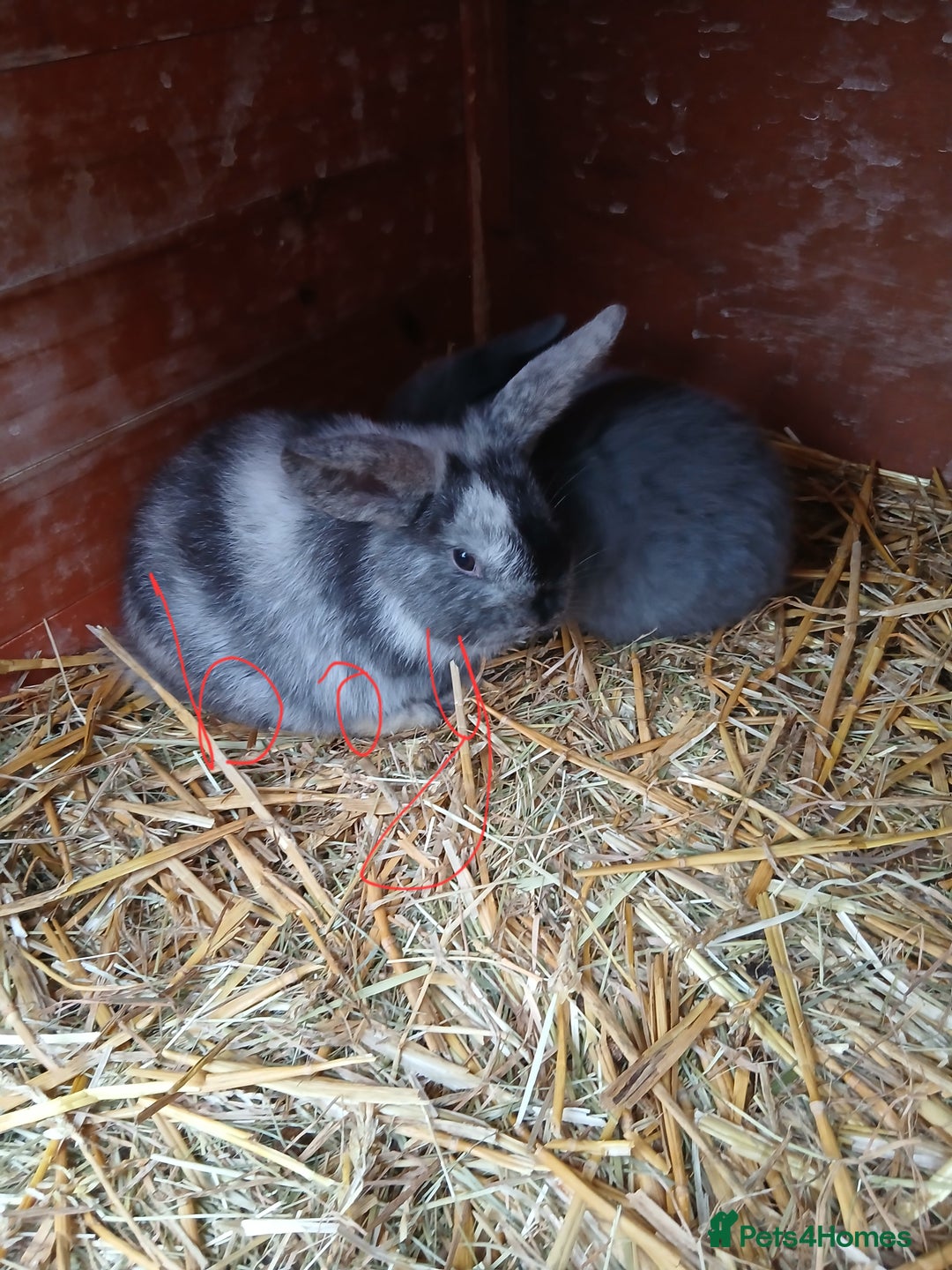 Mini Lop rabbits for sale: Plush lop baby rabbit - Advert 5