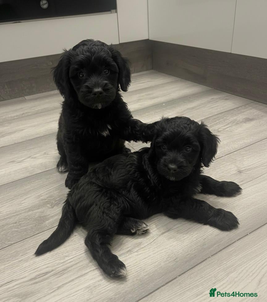 Cockapoo dogs Cockapoo Puppies - Advert 1