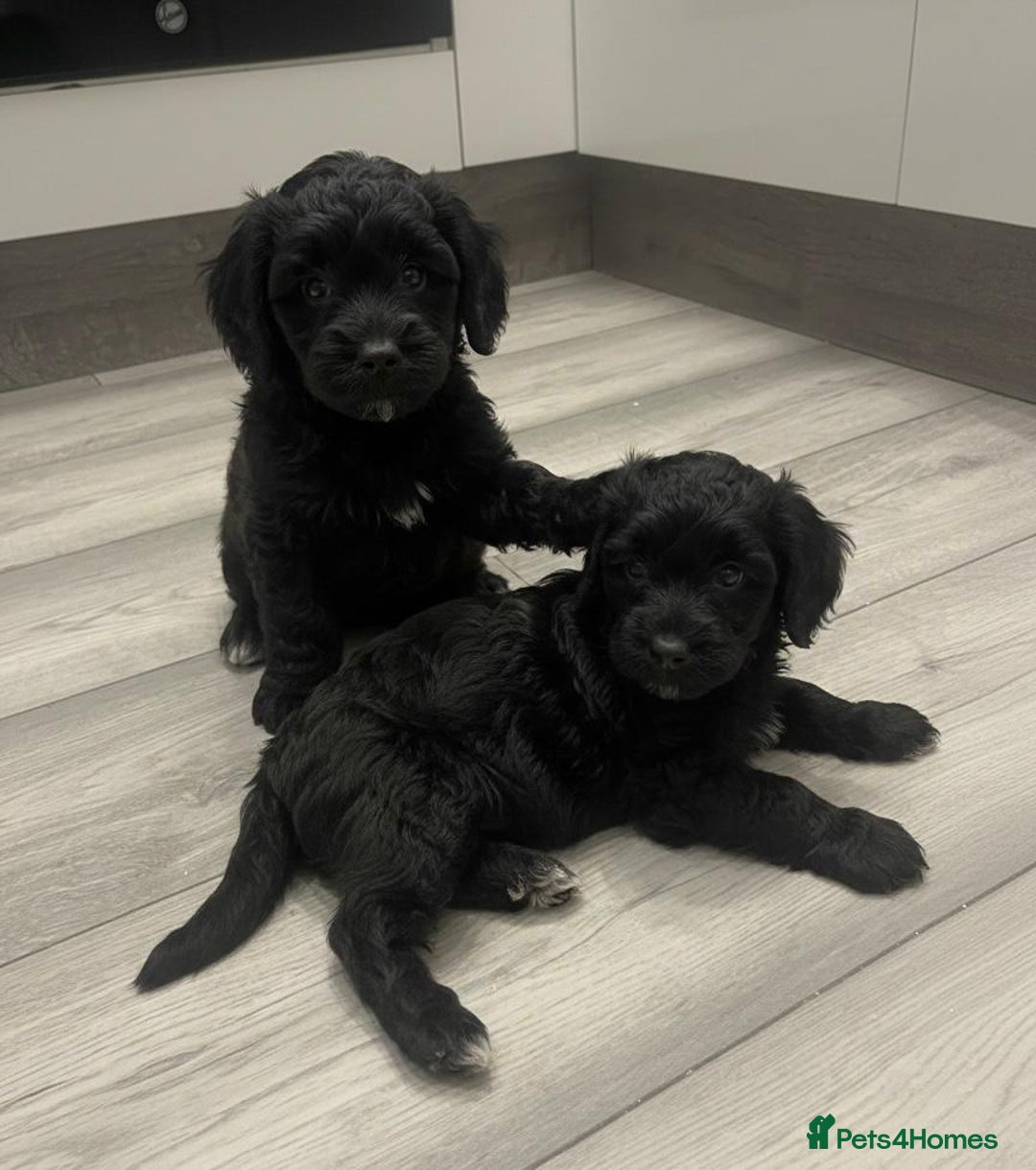 Cockapoo dogs for sale: Cockapoo Puppies - Advert 1