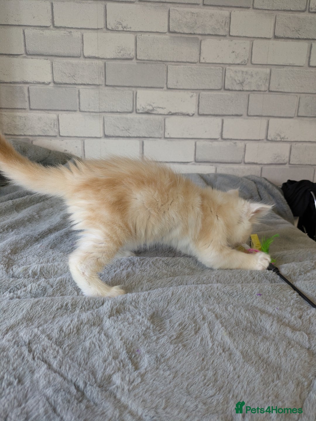 Maine Coon cats for sale: Full pedigree Maine coon kittens - Advert 9