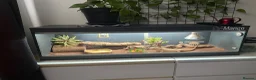 Bearded Dragon reptiles for sale: Friendly female bearded dragon aged 2 in Wilmslow - Advert 5