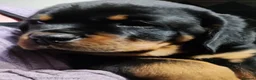Rottweiler dogs for stud: Proven kc reg Health tested hip and elbow scored - Advert 10