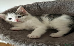 Mixed Breed cats for sale: Beautiful kittens from family home available now - Advert 11