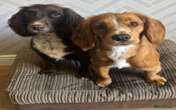 Cocker Spaniel dogs for stud: Working Cocker Spaniel FOR STUD ONLY - Image 5