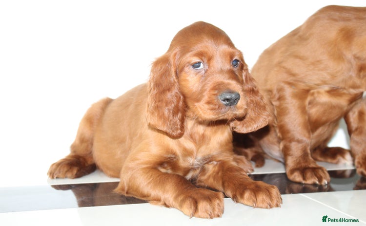 Irish Setter dogs - Advert 1