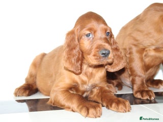 Irish Setter dogs Beautiful KC registered health tested parents - Advert 2