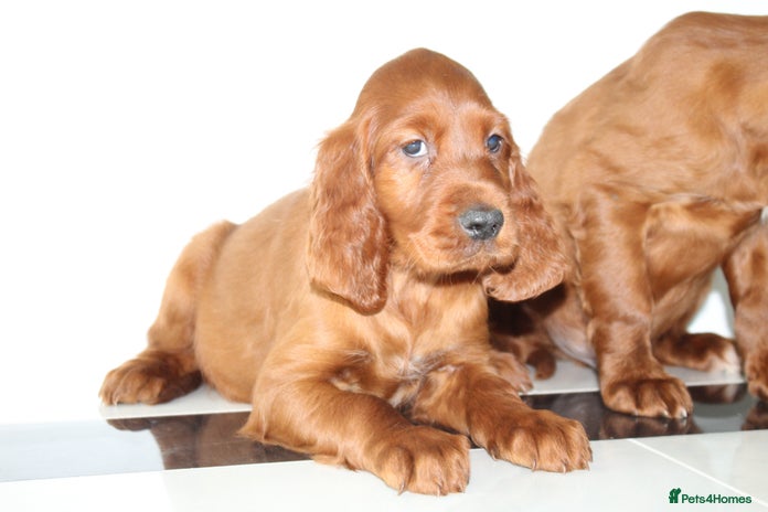 Irish Setter dogs - Advert 1