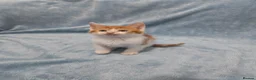 Mixed Breed cats for sale: 8 WEEKS OLD FLUFFY Kittens VIDEOS - Advert 12