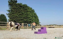 Irish Cob horses for sale: Lovely Cob  - Image 2