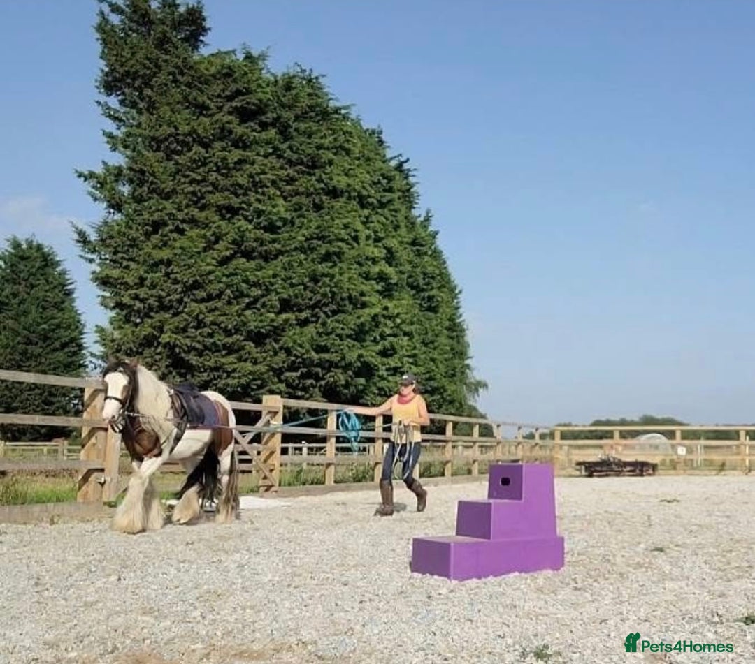 Irish Cob horses for sale: Lovely Cob  - Image 2