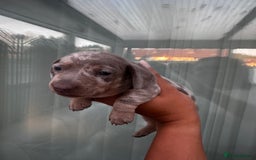 Miniature Dachshund dogs for sale: Isabella and tan dapple miniature dachshunds - Image 15