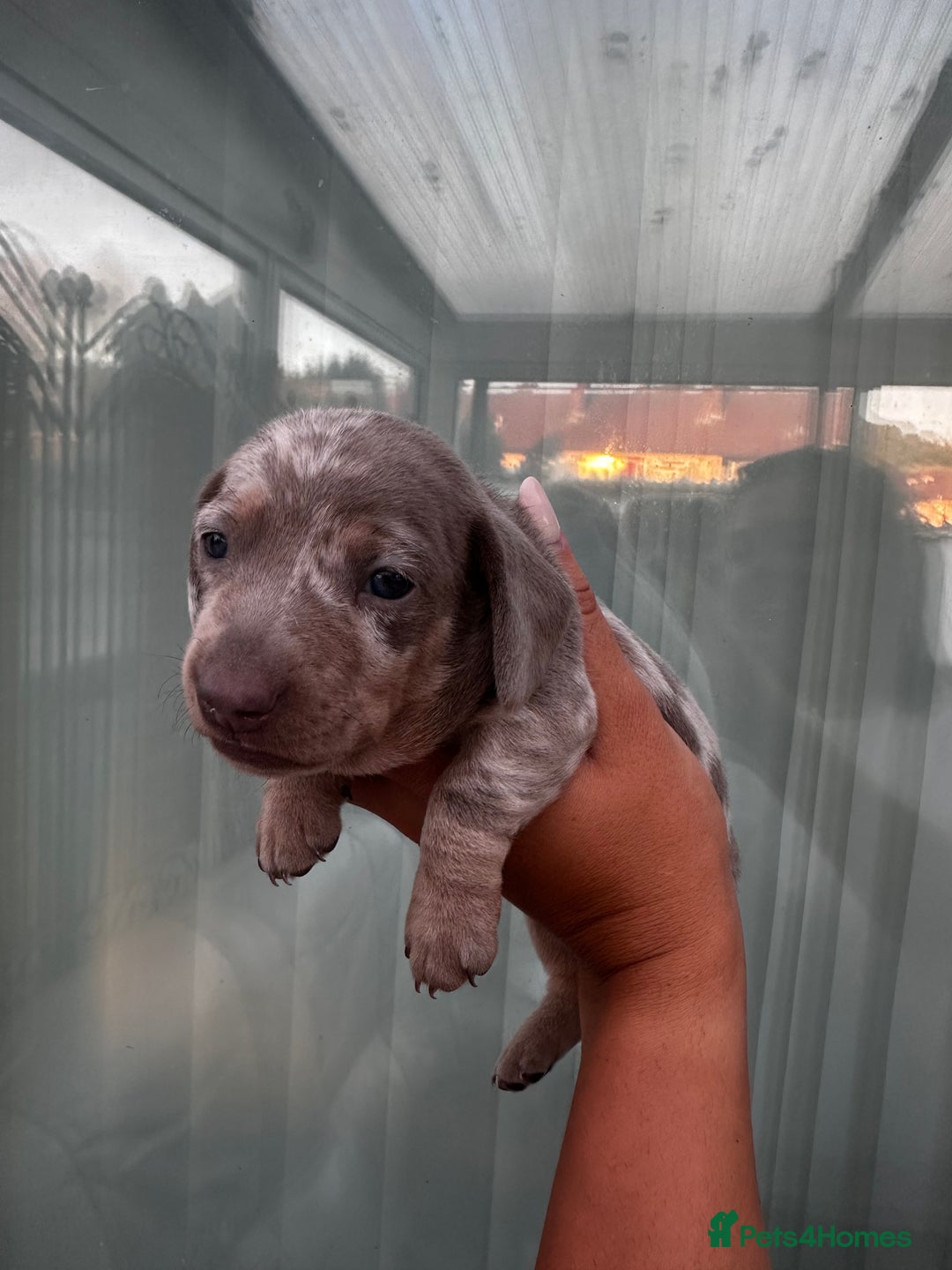 Miniature Dachshund dogs for sale: Isabella and tan dapple miniature dachshunds - Image 15