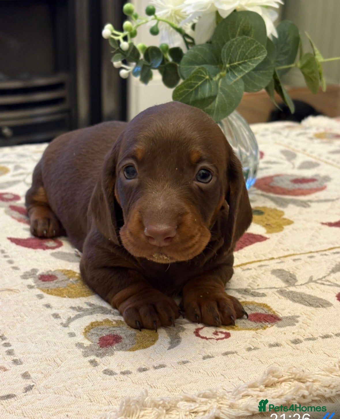 Dachshund dogs Smooth haired miniature Dachshunds 🐶😍 - Advert 2