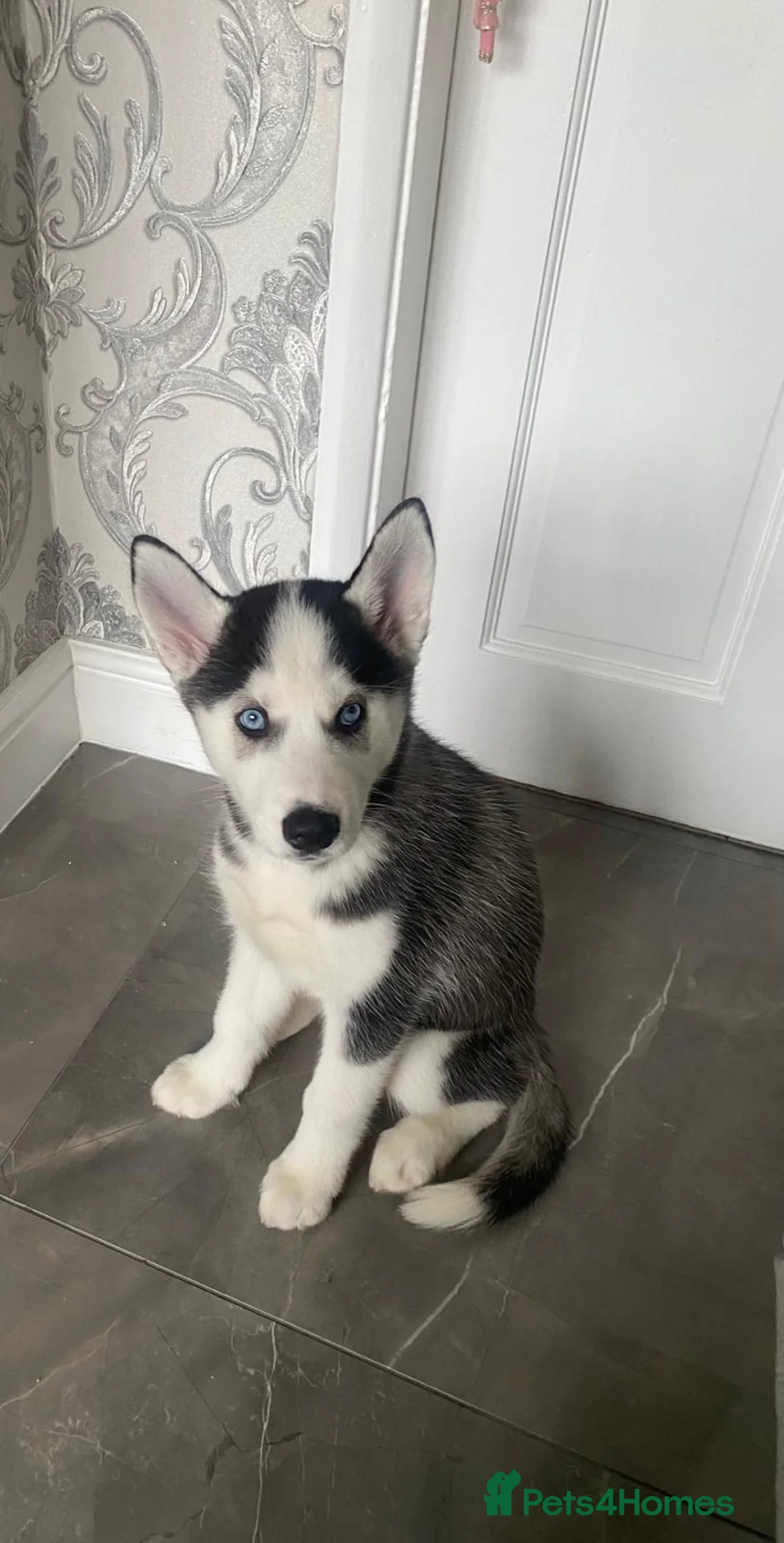 Siberian Husky dogs for sale: Husky Serbian  - Advert 2