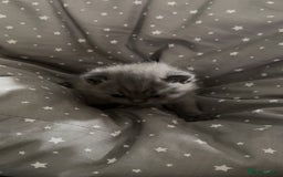 British Shorthair cats for sale: BSH KITTENS  - Image 17