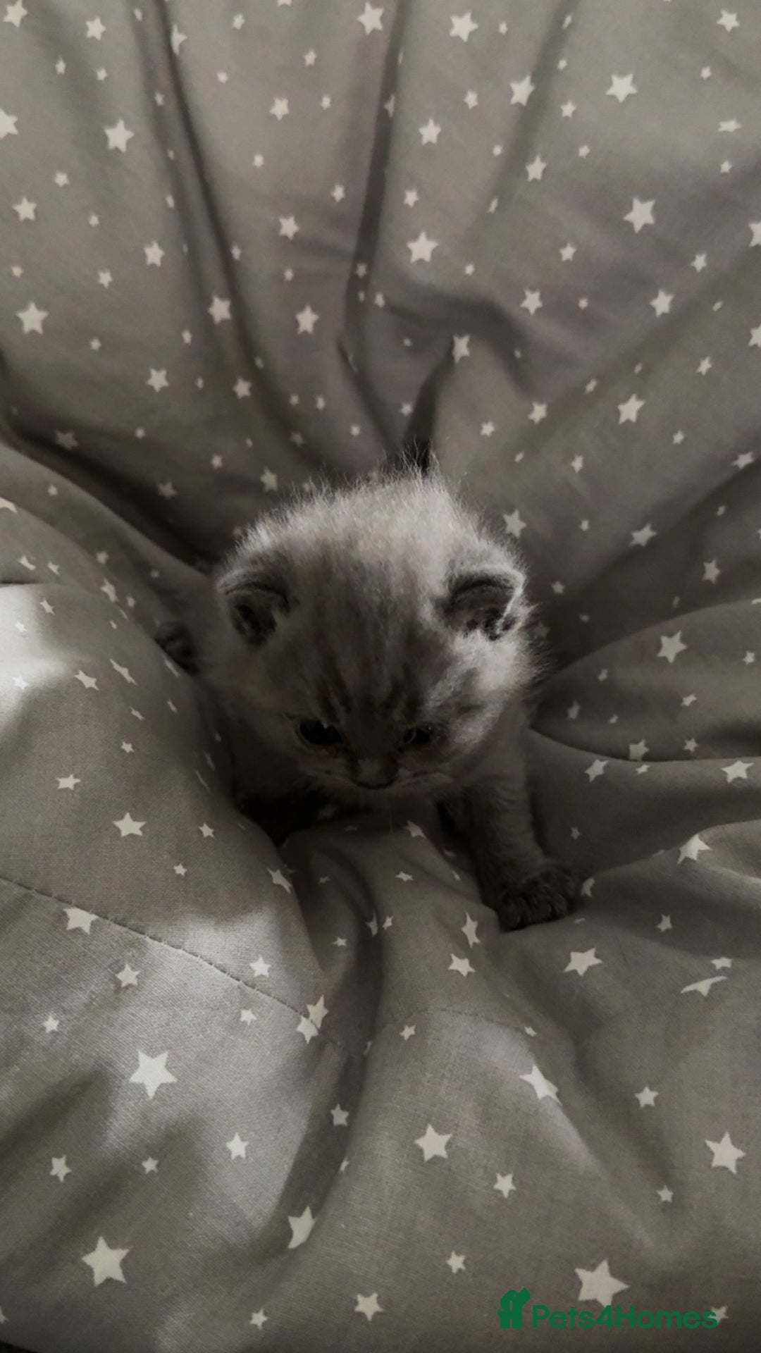 British Shorthair cats for sale: BSH KITTENS  - Image 17