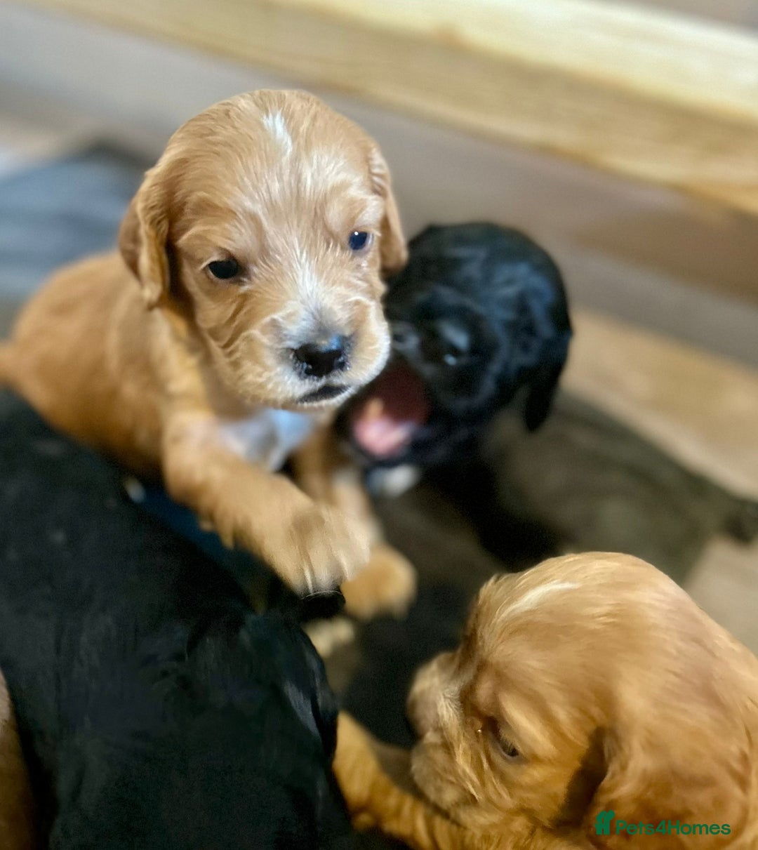 Cocker Spaniel dogs for sale: Working Cocker Spaniel Puppies  - Image 11