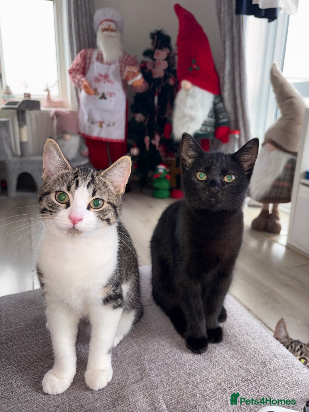 Domestic Shorthair cats for sale: 3 beautiful kittens  - Advert 2