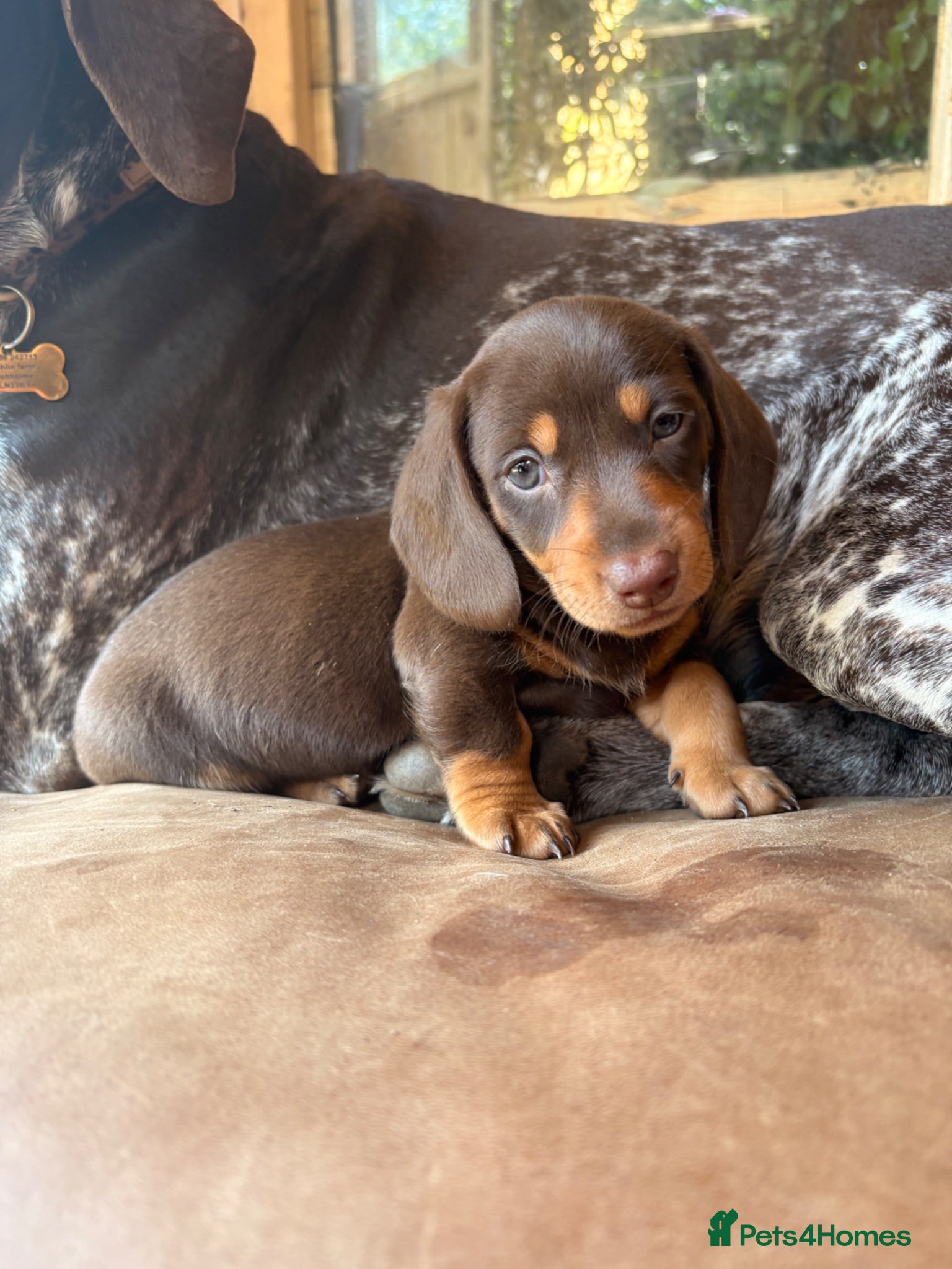 Miniature Dachshund dogs  2  gorgeous Females Available 22nd July  - Advert 12
