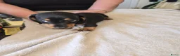 Dachshund dogs for sale: Dachshound  miniture puppies  - Advert 11