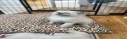 Ragdoll cats for sale: Beautiful ragdoll kittens blue and mitted - Advert 23