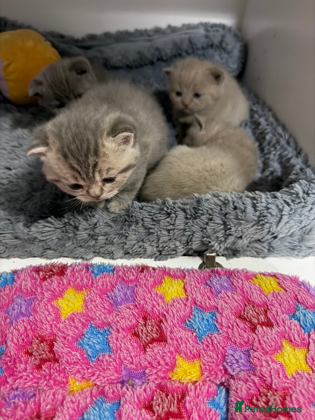 British Shorthair cats for sale: British short hair kittens  - Advert 8