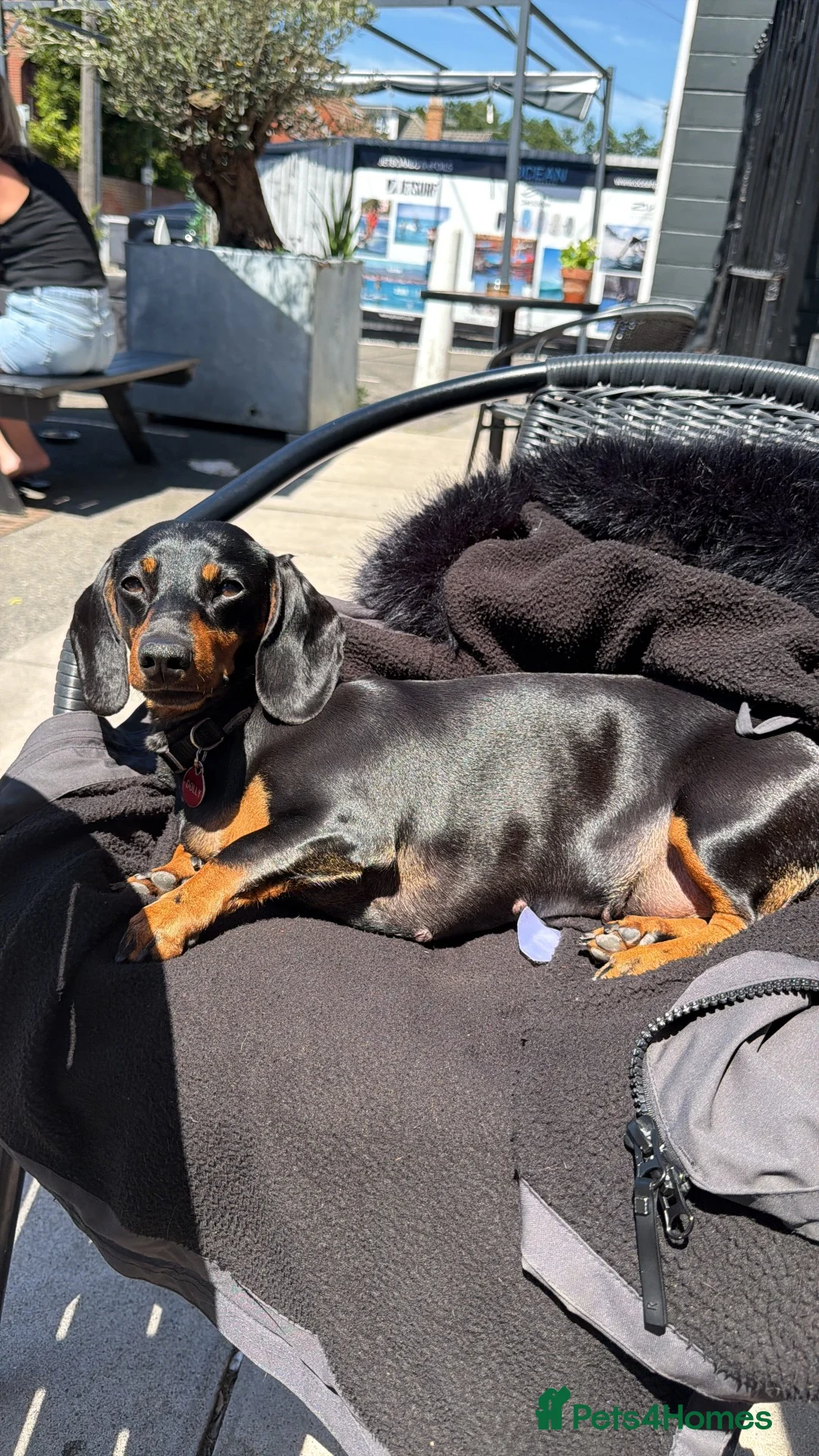 Doxiepoo dogs for sale: Doxiepoo in Wallasey - Advert 1