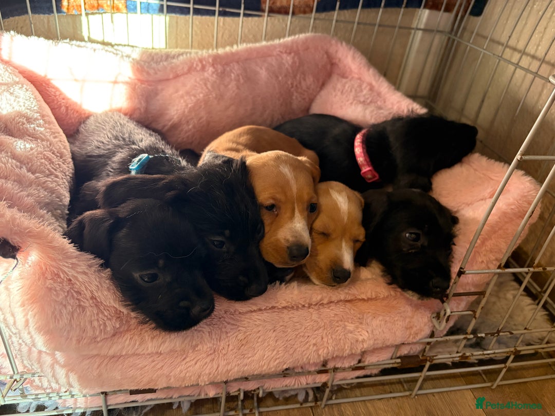 Mixed Breed dogs for sale: Show Cocker Spaniel x Dachshund puppies ready now - Advert 2