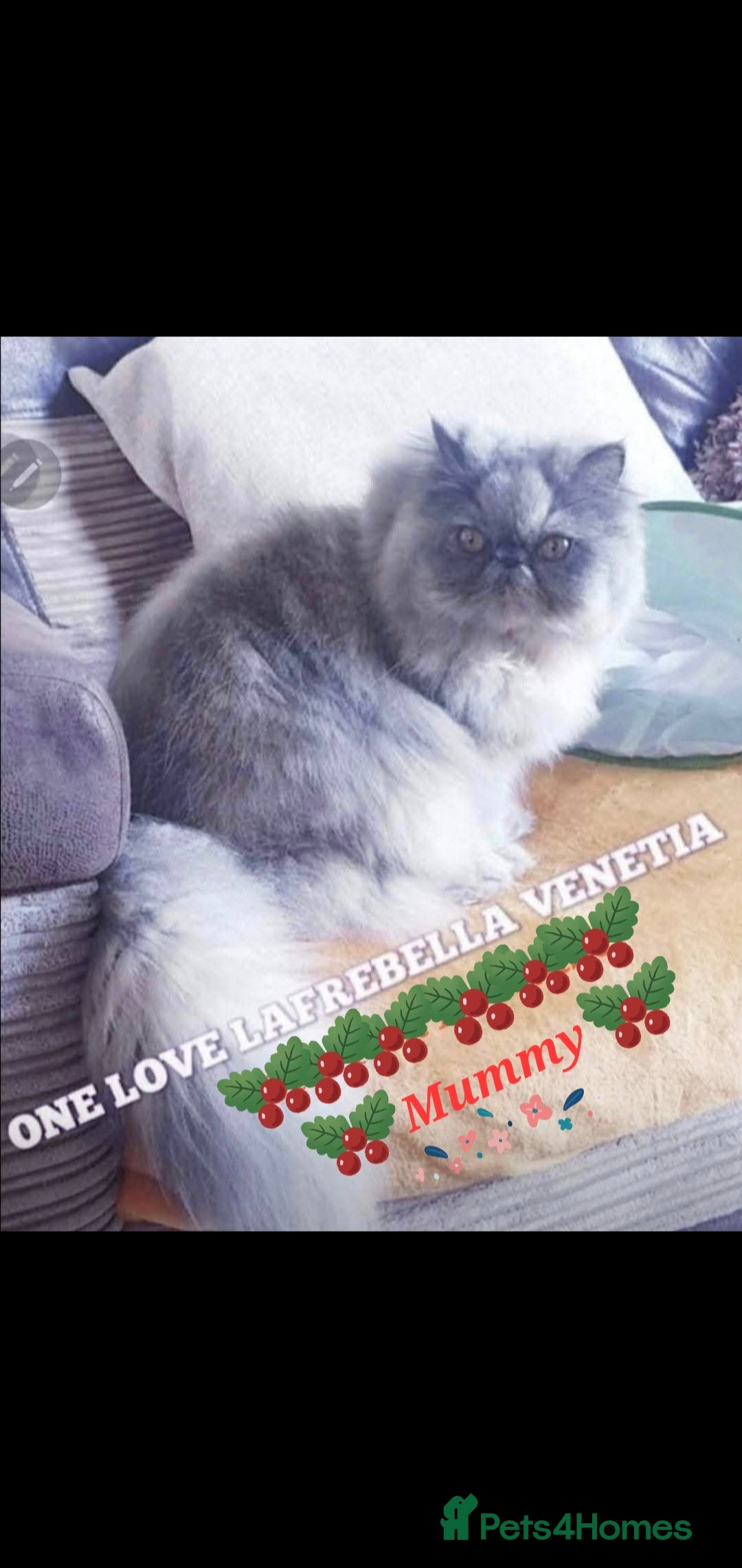 Exotic cats for sale: GCCF Gorgeous blue/cream Exotic female  - Advert 5