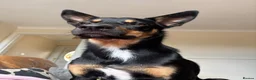 Mixed Breed dogs for sale: Kelpie x Border Collie 11 Month Old Puppy Rehome  - Advert 15