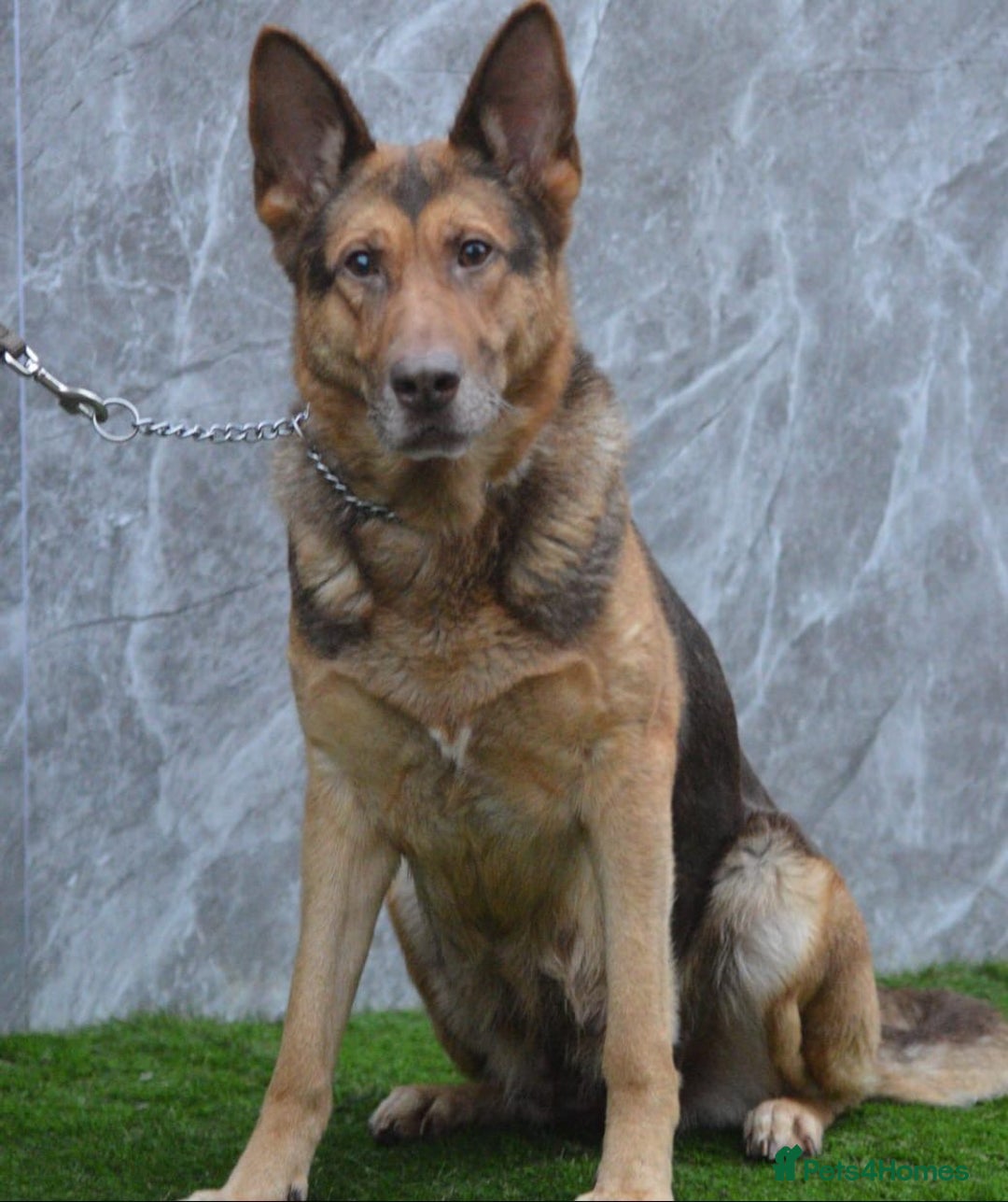 German Shepherd dogs for sale: KC Registered GSD Litter – 1 Male Available - Advert 4