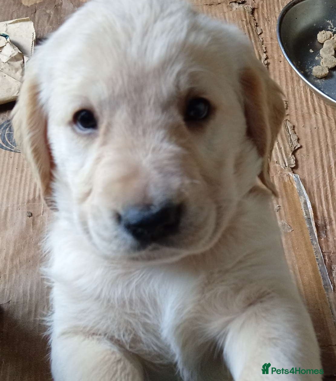Mixed Breed dogs for sale: Ready Gorgeous Cockapoo x Gold Retriever x pups  - Advert 14