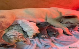 French Bulldog dogs for sale: 8 weeks-Stunning Pink & lilac French bulldog pups  - Image 12