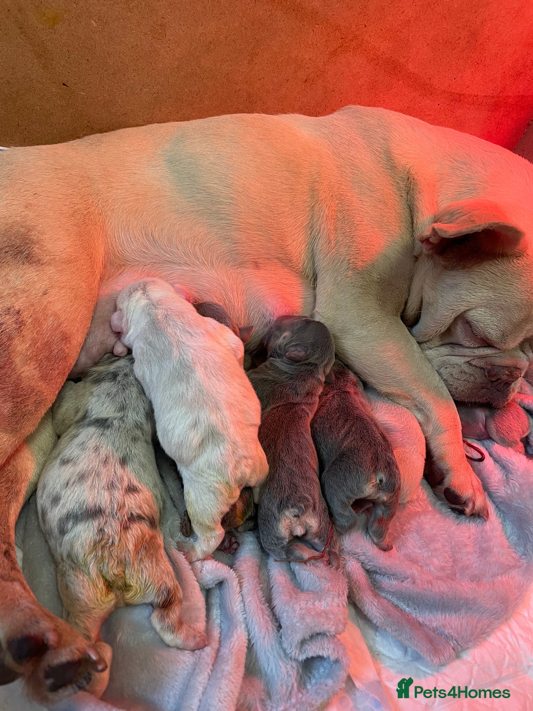 French Bulldog dogs for sale: 8 weeks-Stunning Pink & lilac French bulldog pups  - Image 12